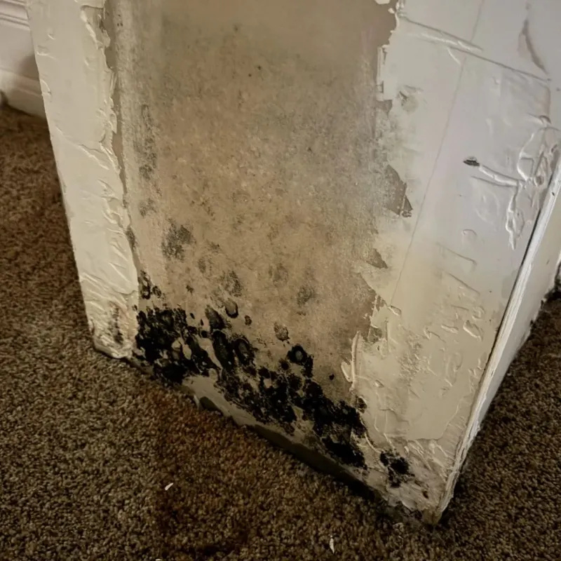 Professional Mold Removal in Stark County, IL